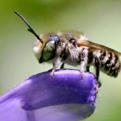 Megachile sp. (several subgenera) (Resin Bees) at Page, ACT - 6 Feb 2021 by dimageau