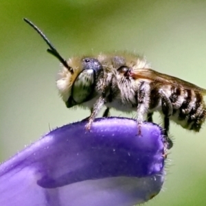 Megachile sp. (several subgenera) at Page, ACT - 7 Feb 2021