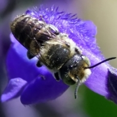 Megachile sp. (several subgenera) at Page, ACT - 7 Feb 2021