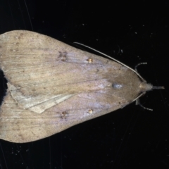 Rhapsa suscitatalis (Wedged Rhapsa) at Ainslie, ACT - 6 Feb 2021 by jb2602