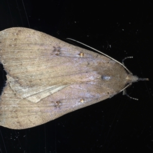 Rhapsa suscitatalis at Ainslie, ACT - 6 Feb 2021