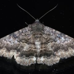 Eudesmeola lawsoni (Lawson's Night Moth) at Ainslie, ACT - 6 Feb 2021 by jb2602