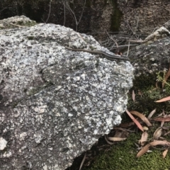 Eulamprus heatwolei (Yellow-bellied Water Skink) at Paddys River, ACT - 7 Feb 2021 by EggShell