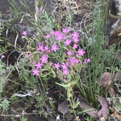 Centaurium sp. (Centaury) at Paddys River, ACT - 7 Feb 2021 by EggShell