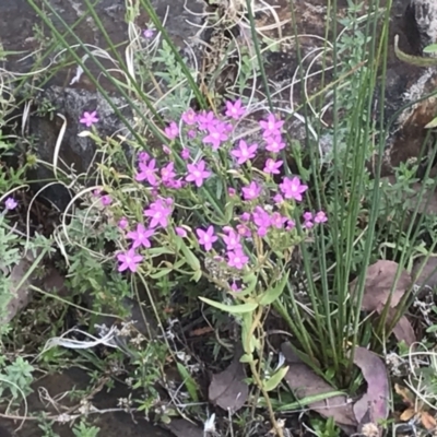 Centaurium sp. (Centaury) at Tidbinbilla Nature Reserve - 7 Feb 2021 by EggShell