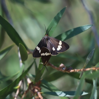 Nyctemera amicus (Senecio Moth, Magpie Moth, Cineraria Moth) at Cook, ACT - 6 Feb 2021 by Tammy