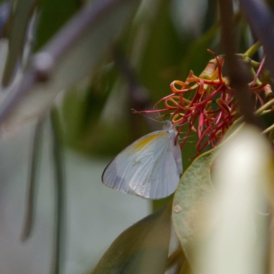 Elodina parthia (Striated Pearl-white) at Mount Ainslie - 7 Feb 2021 by DPRees125