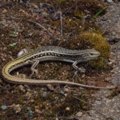 Ctenotus orientalis (Oriental Striped-skink) at Molonglo River Reserve - 7 Feb 2021 by BrianHerps