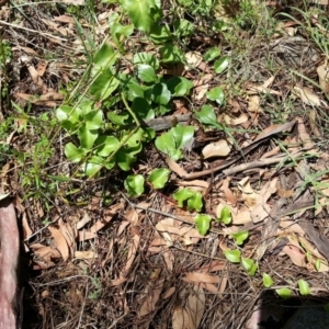 Anredera cordifolia at Campbell, ACT - 7 Feb 2021 01:33 PM