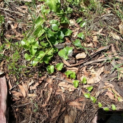 Anredera cordifolia (Madeira Vine) at Campbell, ACT - 7 Feb 2021 by SilkeSma