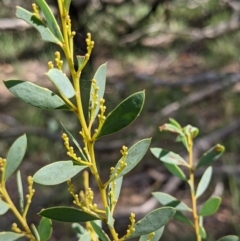 Acacia buxifolia subsp. buxifolia (Box-leaf Wattle) at Currawang, NSW - 7 Feb 2021 by camcols