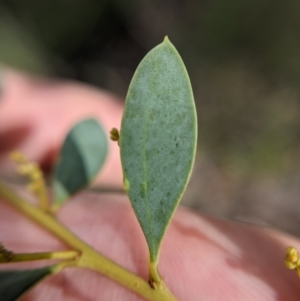 Acacia buxifolia subsp. buxifolia at Currawang, NSW - 7 Feb 2021