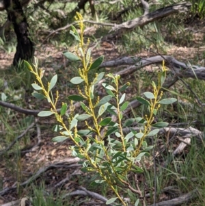 Acacia buxifolia subsp. buxifolia at Currawang, NSW - 7 Feb 2021