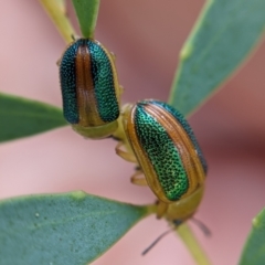 Calomela parilis (Leaf beetle) at Currawang, NSW - 7 Feb 2021 by camcols