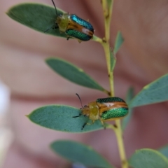 Calomela parilis at Currawang, NSW - 7 Feb 2021