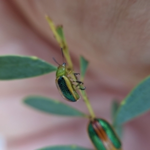 Calomela parilis at Currawang, NSW - 7 Feb 2021