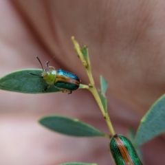 Calomela parilis at Currawang, NSW - 7 Feb 2021