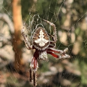 Araneinae (subfamily) at Currawang, NSW - 7 Feb 2021
