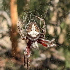 Araneinae (subfamily) (Orb weaver) at Currawang, NSW - 7 Feb 2021 by camcols
