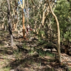 Araneinae (subfamily) at Currawang, NSW - suppressed