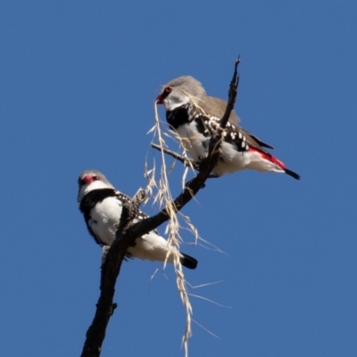 Stagonopleura guttata (Diamond Firetail) at Majura, ACT - 7 Feb 2021 by rawshorty