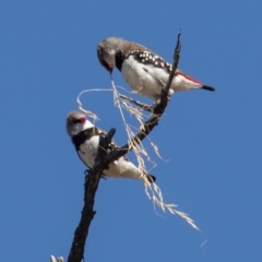 Stagonopleura guttata at Majura, ACT - 7 Feb 2021