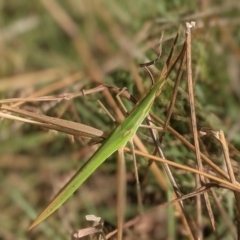 Acrida conica (Giant green slantface) at Lake George, NSW - 7 Feb 2021 by MPennay