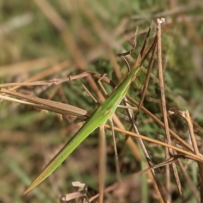 Acrida conica (Giant green slantface) at Lake George, NSW - 7 Feb 2021 by MPennay