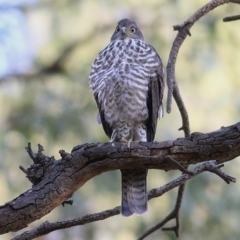 Tachyspiza cirrocephala (Collared Sparrowhawk) at West Wodonga, VIC - 26 Jan 2020 by KylieWaldon