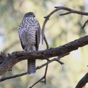 Accipiter cirrocephalus at West Wodonga, VIC - 26 Jan 2020