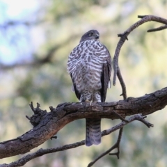 Accipiter cirrocephalus at West Wodonga, VIC - 26 Jan 2020