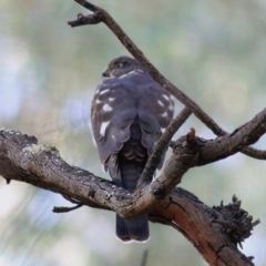 Accipiter cirrocephalus at West Wodonga, VIC - 26 Jan 2020