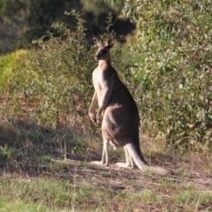 Macropus giganteus (Eastern Grey Kangaroo) at Albury - 7 Feb 2021 by PaulF