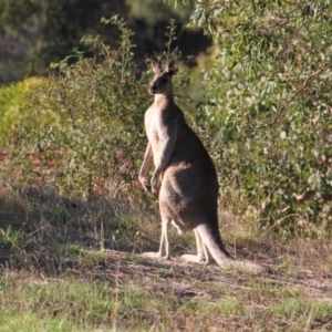 Macropus giganteus at Glenroy, NSW - 7 Feb 2021 06:03 PM