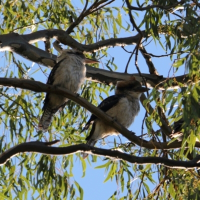 Dacelo novaeguineae (Laughing Kookaburra) at Glenroy, NSW - 7 Feb 2021 by PaulF