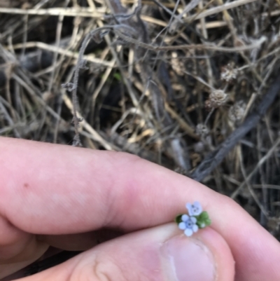 Cynoglossum australe (Australian Forget-me-not) at Hughes Grassy Woodland - 7 Feb 2021 by Tapirlord