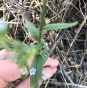 Cynoglossum australe at Hughes, ACT - 7 Feb 2021 04:56 PM