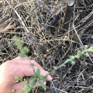 Cynoglossum australe at Hughes, ACT - 7 Feb 2021 04:56 PM