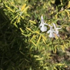 Rosmarinus officinalis (Rosemary) at Hughes, ACT - 7 Feb 2021 by Tapirlord