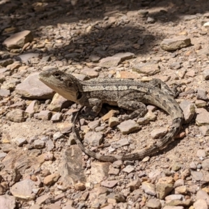 Amphibolurus muricatus at Currawang, NSW - suppressed