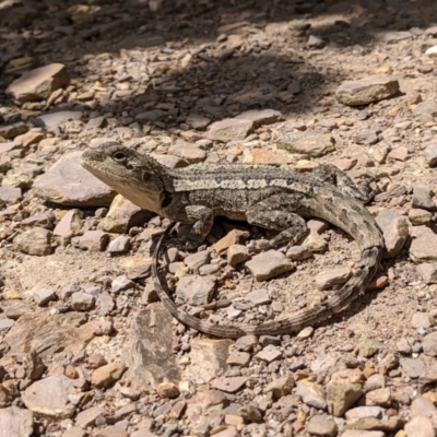 Amphibolurus muricatus (Jacky Lizard) at QPRC LGA - 4 Feb 2021 by camcols