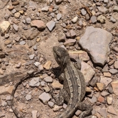 Amphibolurus muricatus at Currawang, NSW - suppressed