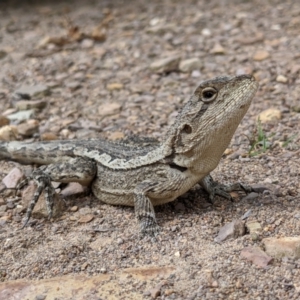 Amphibolurus muricatus at Currawang, NSW - suppressed