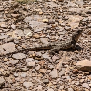 Amphibolurus muricatus at Currawang, NSW - suppressed