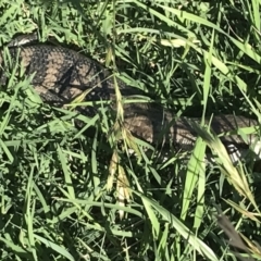 Tiliqua scincoides scincoides (Eastern Blue-tongue) at Hughes, ACT - 7 Feb 2021 by Tapirlord