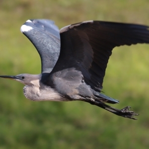 Ardea pacifica at Wodonga, VIC - 6 Jun 2020