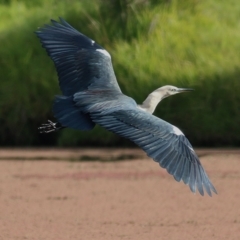 Ardea pacifica at Wodonga, VIC - 6 Jun 2020 06:20 AM