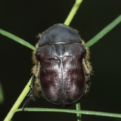 Bisallardiana gymnopleura (Brown flower chafer) at ANBG - 5 Feb 2021 by TimL