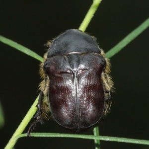 Bisallardiana gymnopleura at Watson, ACT - 5 Feb 2021