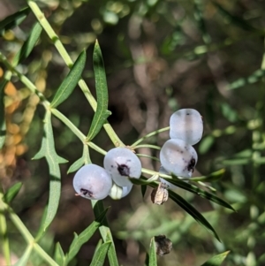 Polyscias sambucifolia subsp. Bipinnate leaves (J.H.Ross 3967) Vic. Herbarium at Currawang, NSW - 7 Feb 2021